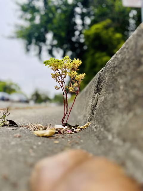 Small weed with red stems and pale yellow-green flower clusters growing from a crack between concrete pavement and a curb.