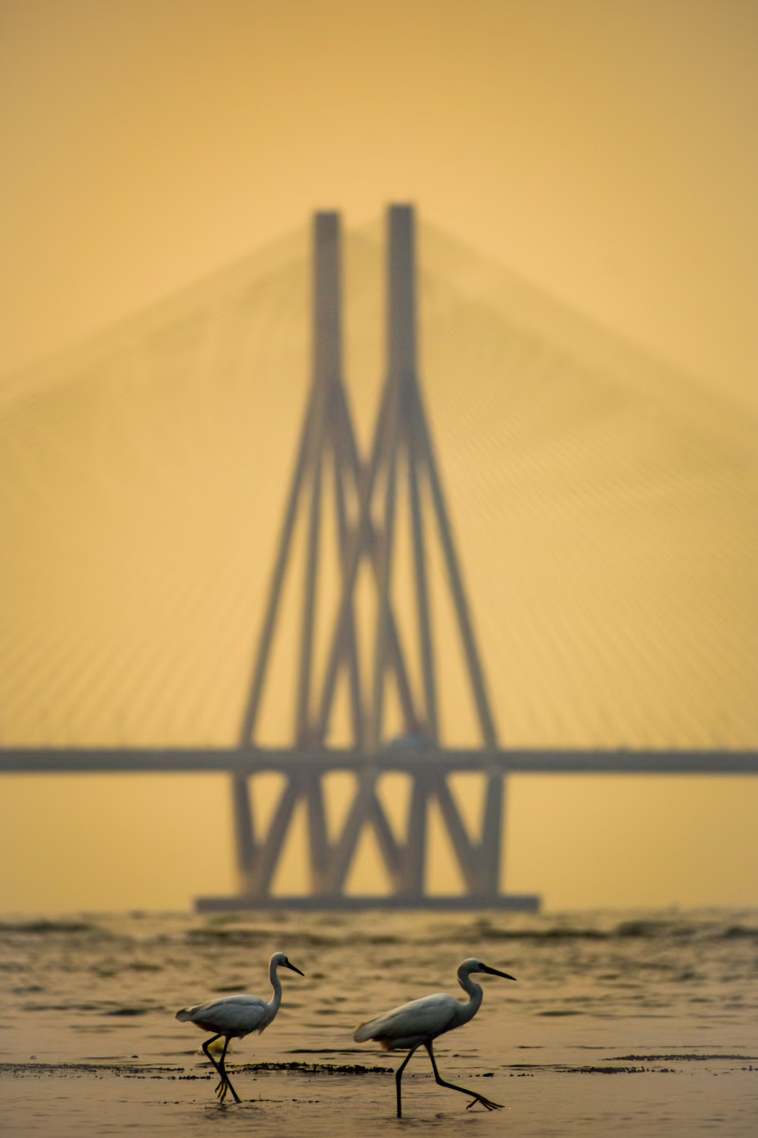 Two white egrets wade on a shallow mudflat in the foreground, with a blurred cable-stayed bridge tower against a yellow sky.