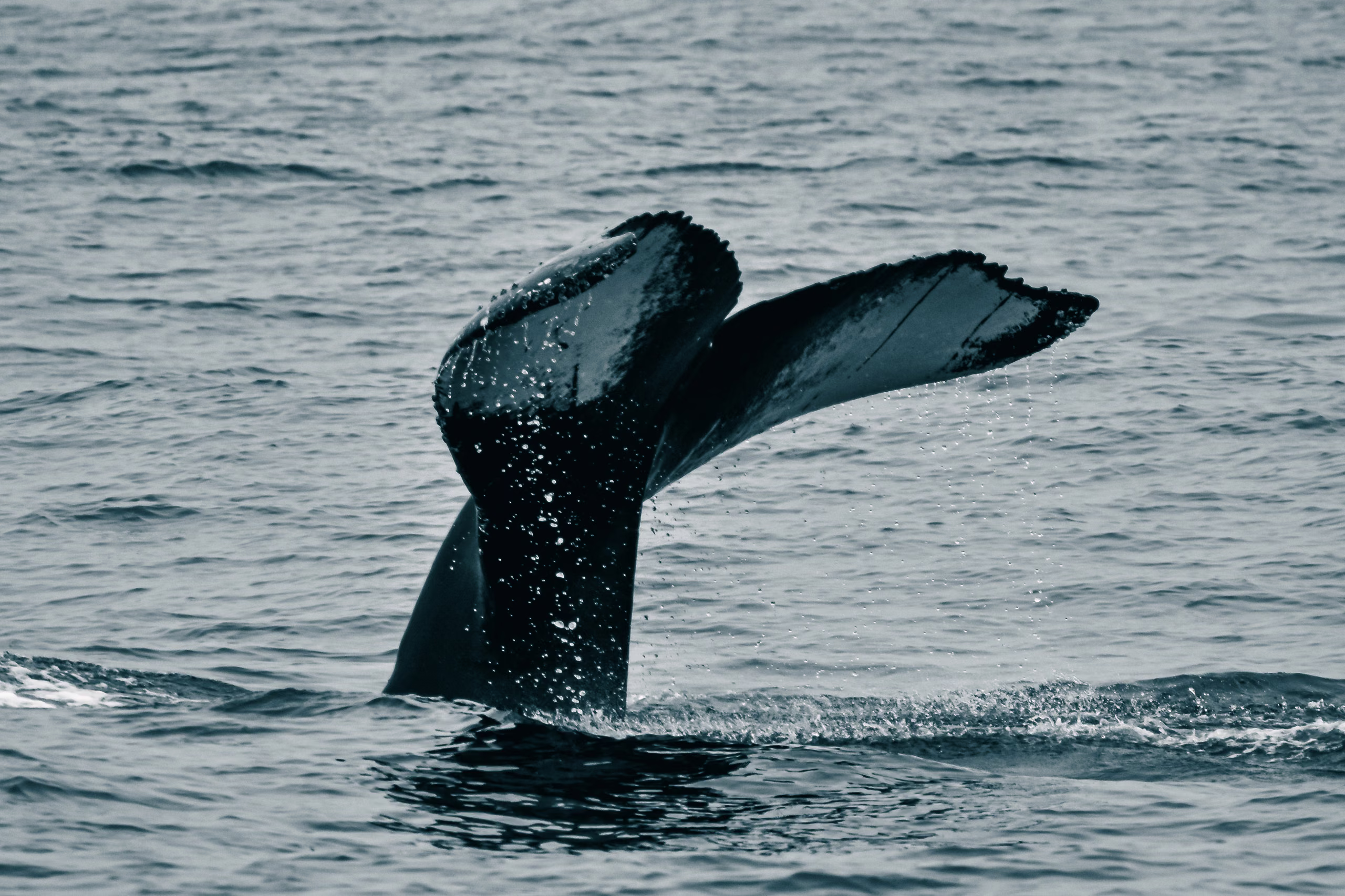 Humpback whale tail fluke raised above grey ocean water, water streaming off its barnacled edges, ripples surrounding it